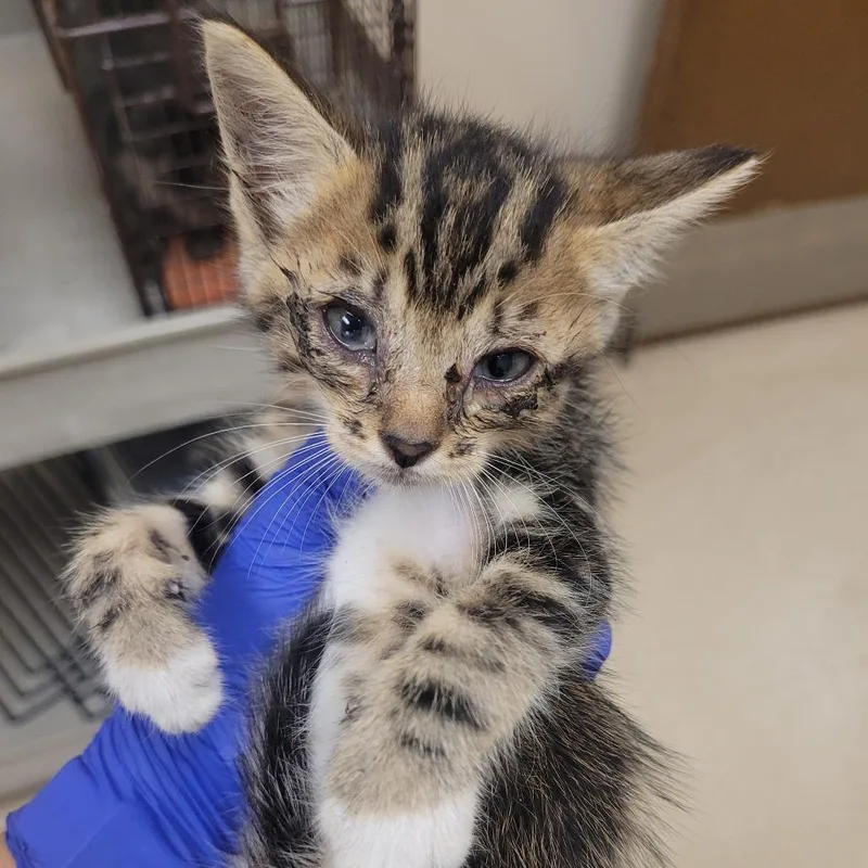 A baby small-sized female Domestic Short Hair cat named SCFLStray___ for adoption in Lake Panasoffkee, FL