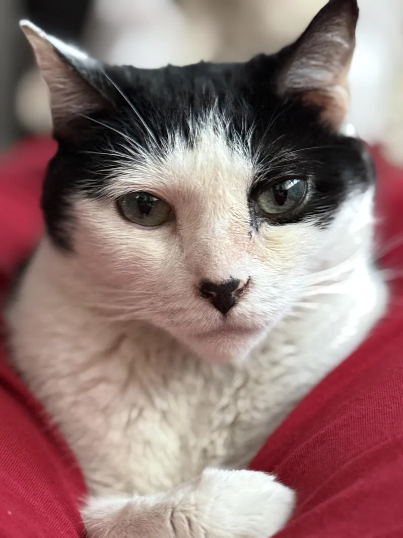 An adult medium-sized female American Shorthair cat named Lotti Lives For Love for adoption in New York, NY