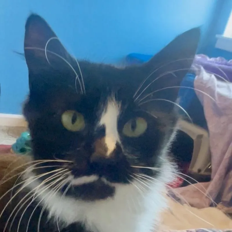 A young medium-sized female Black Domestic Medium Hair cat named Winnie for adoption in Keizer, OR
