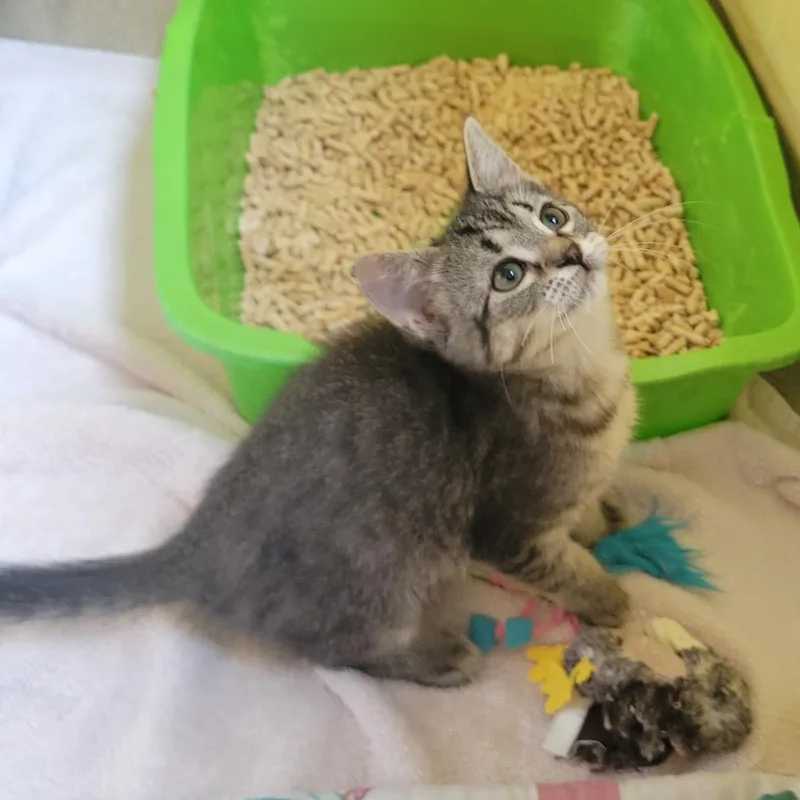 A baby medium-sized female Gray / Blue / Silver Domestic Medium Hair cat named Salix for adoption in Plover, WI