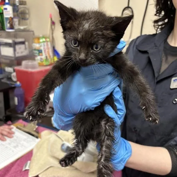 A baby small-sized male Black Domestic Short Hair cat named Xaden for adoption in Tempe, AZ