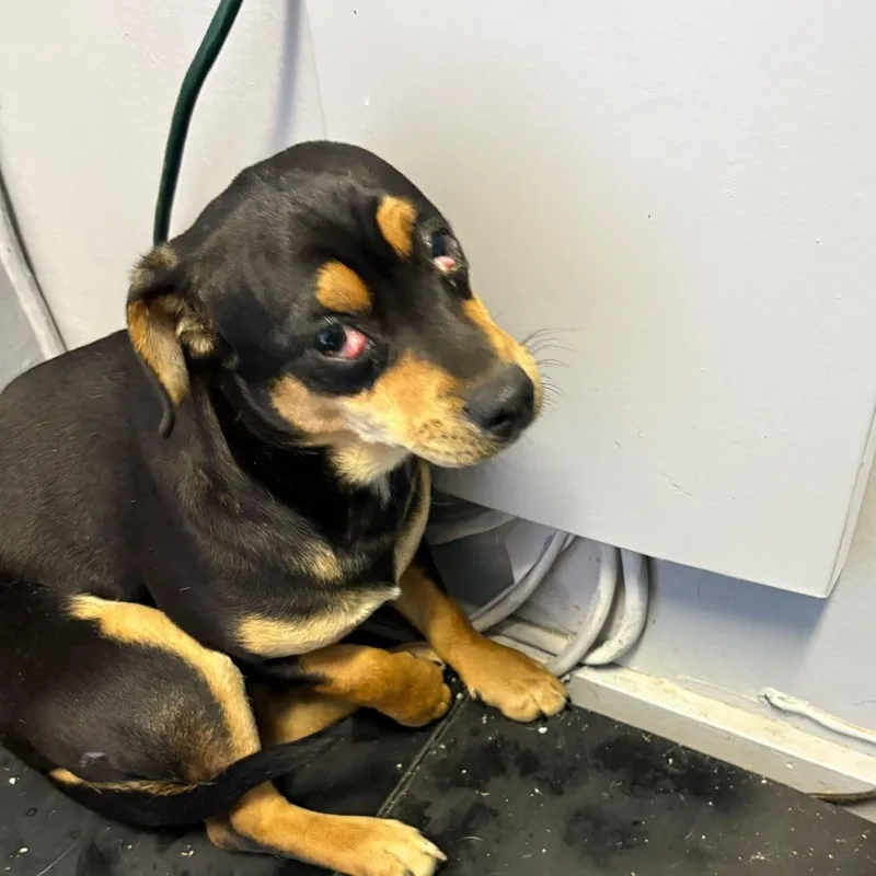 A baby small-sized male Black Mixed Breed dog named Chase for adoption in Oak Hill, WV