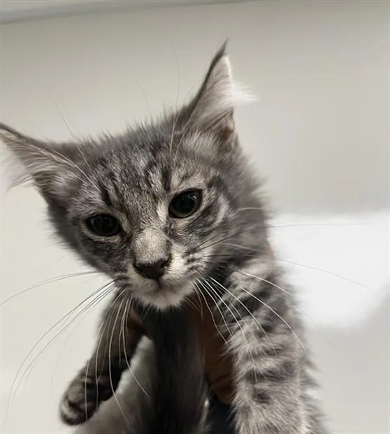 A baby small-sized male Domestic Medium Hair cat named Fry for adoption in Ontario, CA