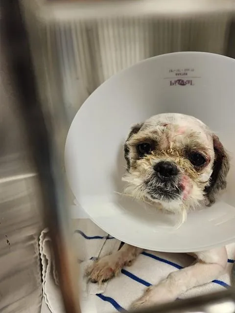 An adult small-sized male Shih Tzu dog named Rolcy for adoption in Miami, FL