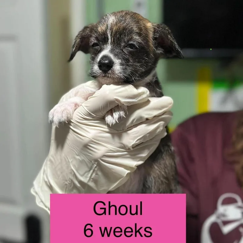 A baby small-sized female Brown / Chocolate Chihuahua dog named Ghoul for adoption in Tampa, FL