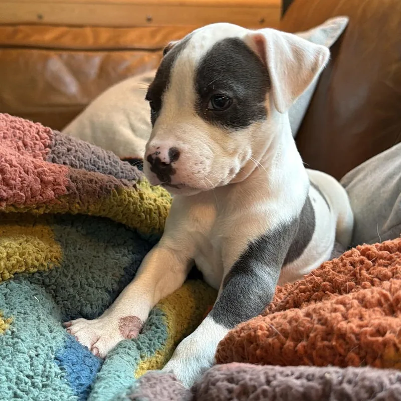 Skye