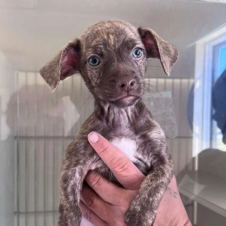 A baby small-sized female Brown / Chocolate Chihuahua dog named Meeko for adoption in San Pablo, CA