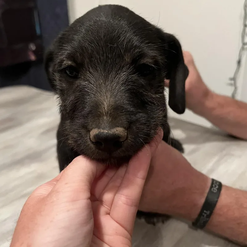 A baby small-sized male Black Border Collie dog named Obi for adoption in Spokane, WA