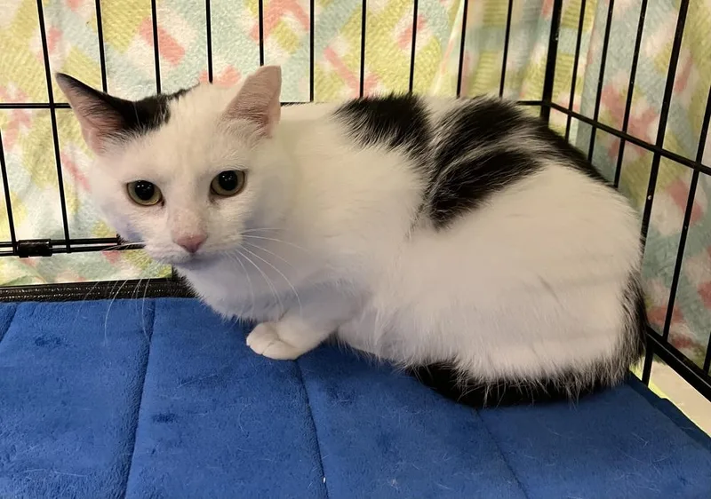 An adult large-sized female Black & White / Tuxedo Domestic Short Hair cat named Lola Ar for adoption in Greenville, SC