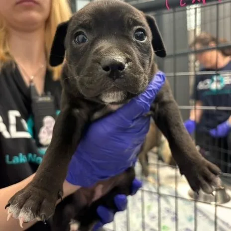 A baby small-sized female Brown / Chocolate Terrier dog named Cardi B for adoption in Mooresville, NC