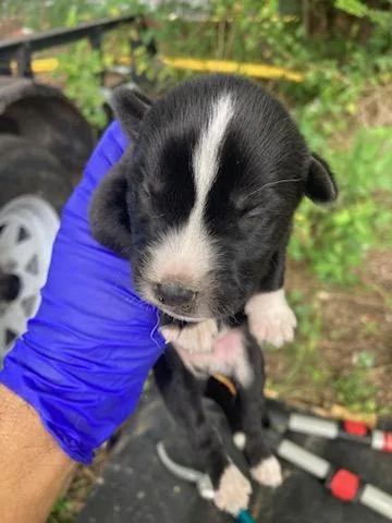 A baby medium-sized male Husky dog named 9 for adoption in Dallas, TX
