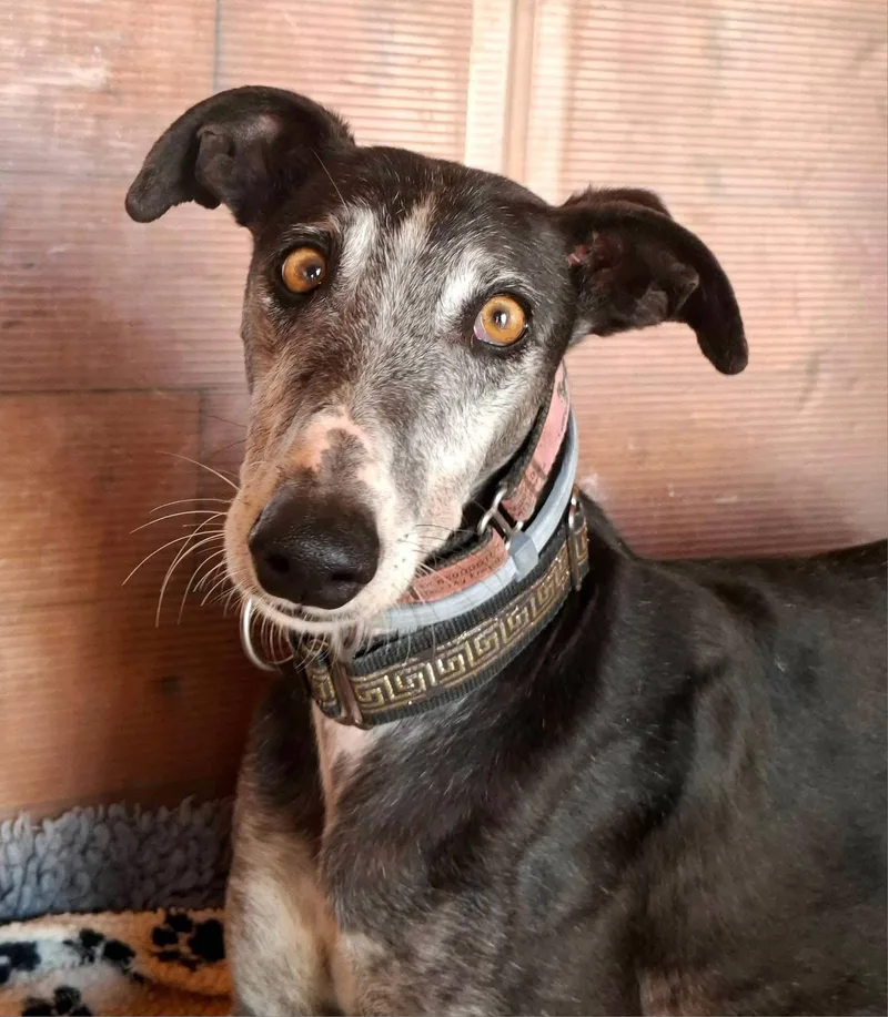An adult large-sized male Galgo Spanish Greyhound dog named Shutterfly for adoption in Winter Park, FL
