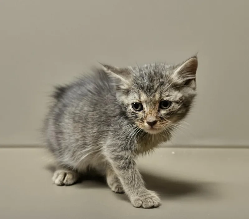 A baby small-sized male Domestic Short Hair cat named Rafael for adoption in Vineland, NJ