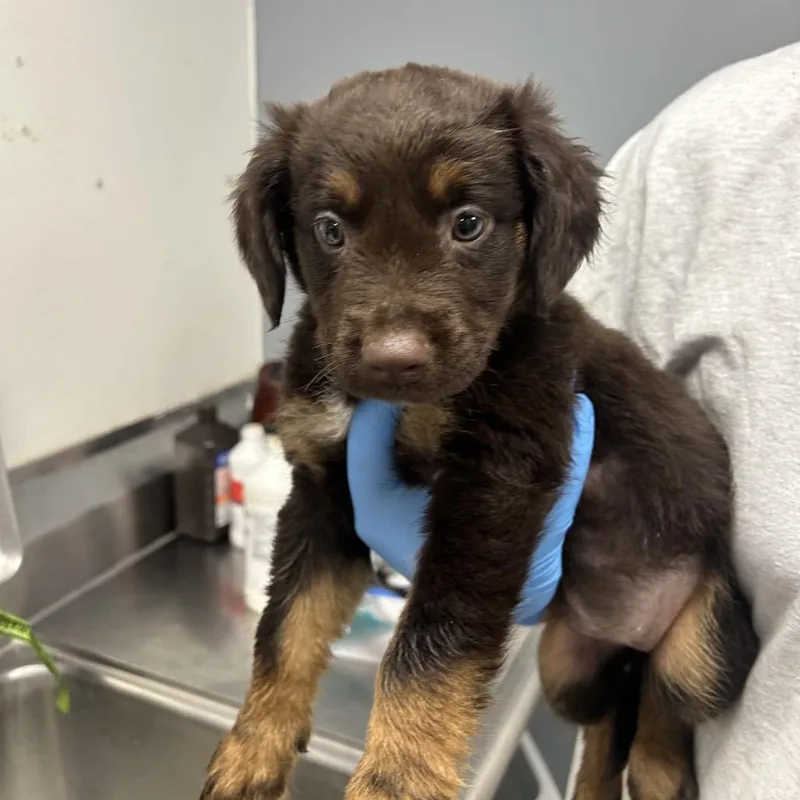 A baby small-sized female Black Labrador Retriever dog named Leela for adoption in Birmingham, AL