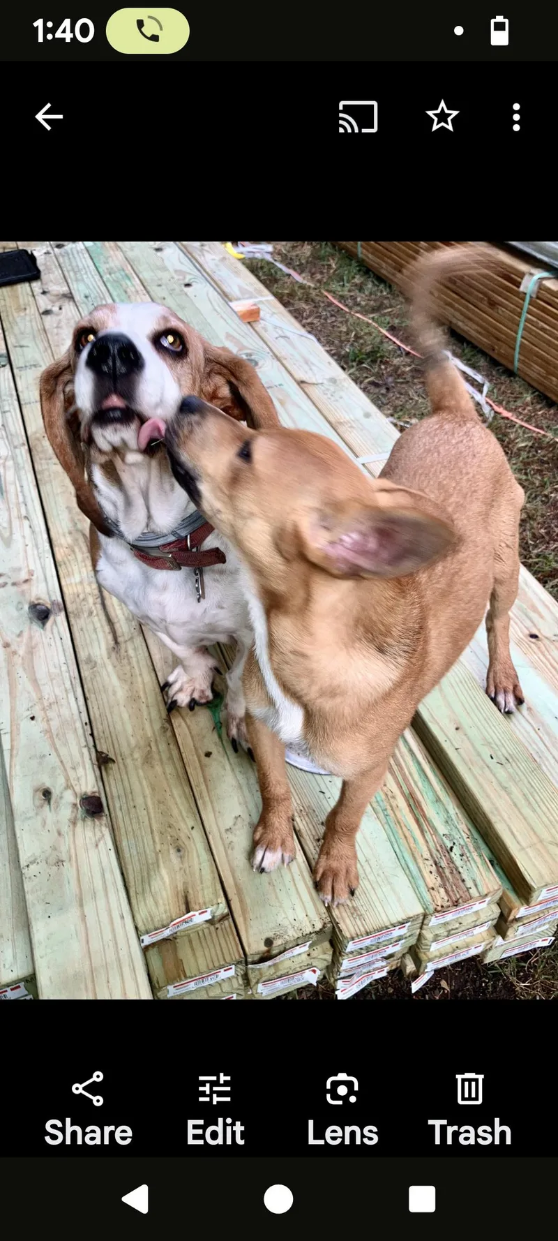 Peter"rabbit" thumbnail 2