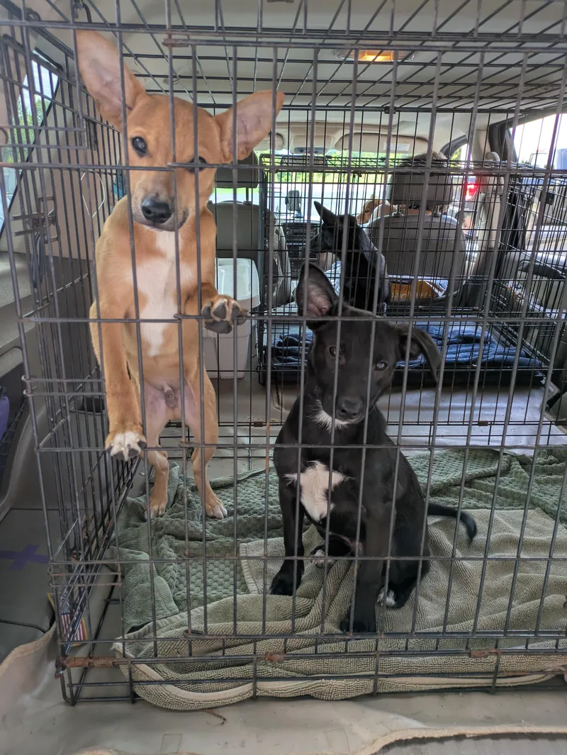 Peter"rabbit" thumbnail 4