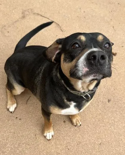 A young large-sized male American Bulldog dog named Zeus for adoption in Wilkesboro, NC