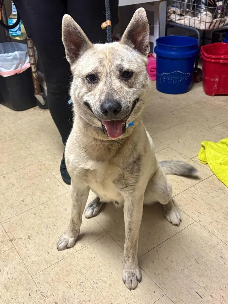 A young large-sized male Mixed Breed dog named Bass Pro Shop for adoption in Chillicothe, OH