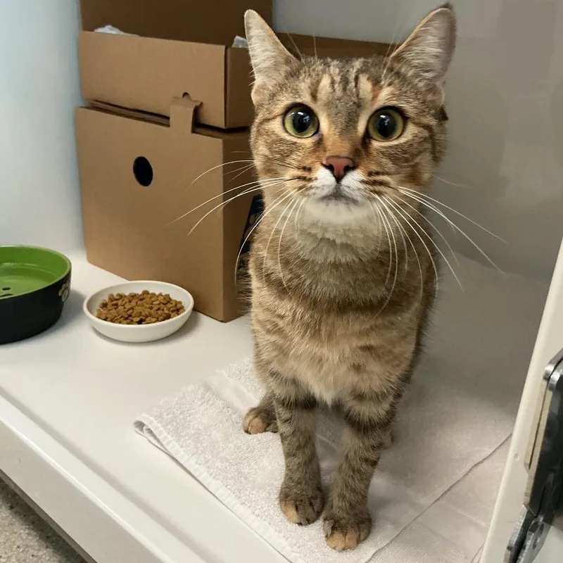 A young medium-sized female Brown / Chocolate Domestic Short Hair cat named Oregano for adoption in Novelty, OH