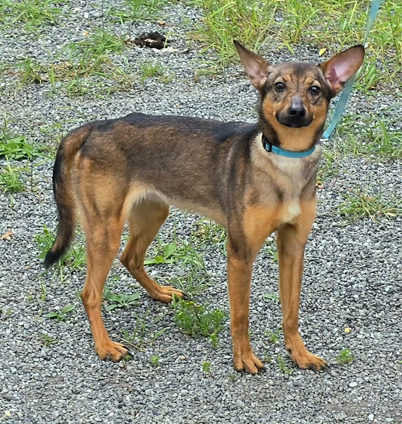 An adult small-sized female Shiba Inu dog named Pebbles for adoption in Anchorage, AK