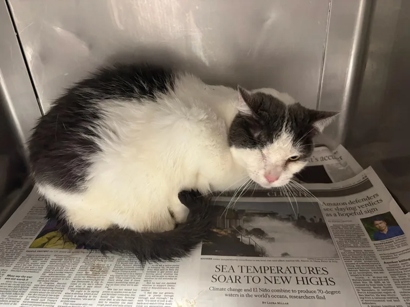 A senior medium-sized female Domestic Short Hair cat named Opal for adoption in Chatsworth, CA