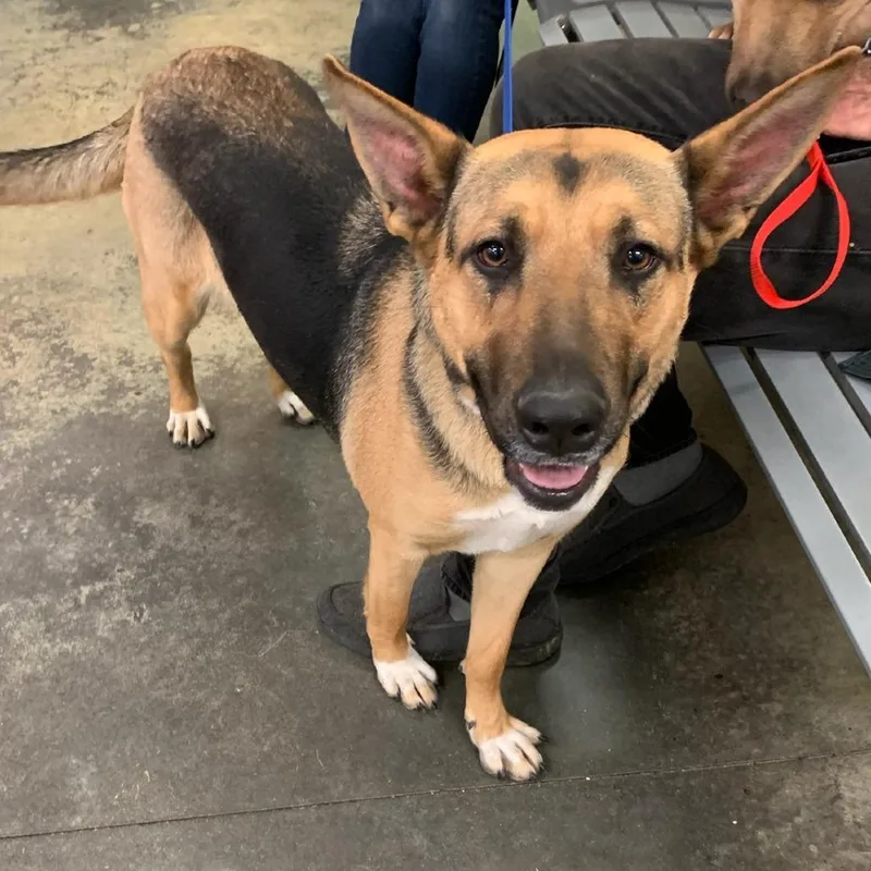 An adult large-sized female Mixed Breed dog named Mariah for adoption in Memphis, TN
