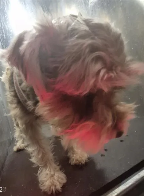 A young small-sized female Schnauzer dog named A for adoption in San Antonio, TX