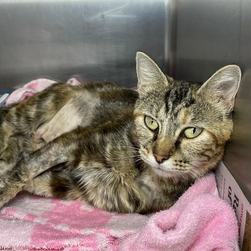 An adult medium-sized female Domestic Short Hair cat named Snow White for adoption in Roanoke, VA