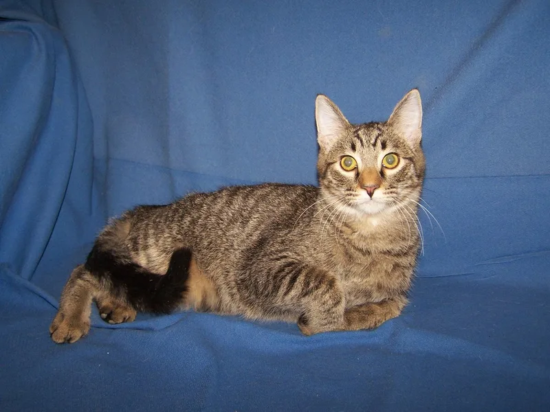 A young medium-sized male Tabby (Brown / Chocolate) Domestic Short Hair cat named Kbaggettwhiskey for adoption in Colorado Springs, CO