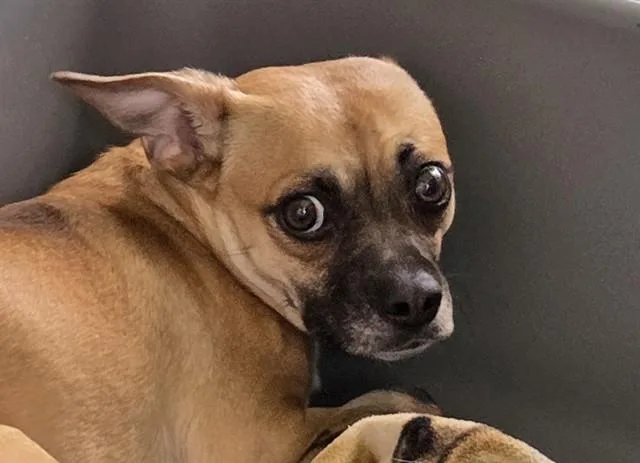 A young small-sized female Brown / Chocolate Chihuahua dog named Hula for adoption in San Clemente, CA