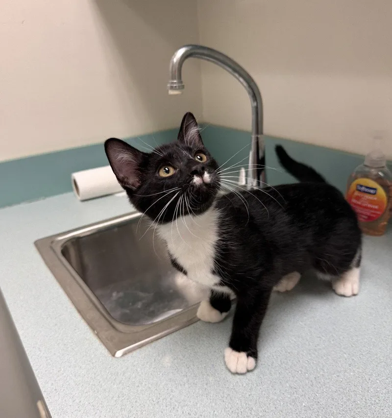 A baby medium-sized female Black & White / Tuxedo Domestic Short Hair cat named Remza for adoption in Walled Lake, MI