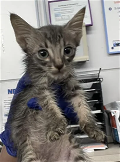 A baby medium-sized male Domestic Short Hair cat named Snuffles for adoption in Dallas, TX
