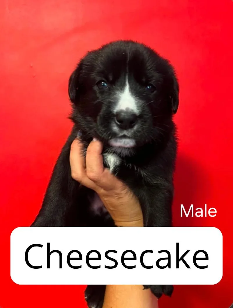 A baby medium-sized male Australian Cattle Dog / Blue Heeler dog named Cheesecake for adoption in Lake Elsinore, CA