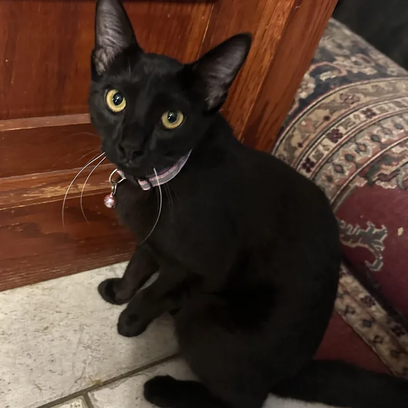 A young medium-sized female Black Domestic Short Hair cat named Onyx for adoption in Tuttle, OK