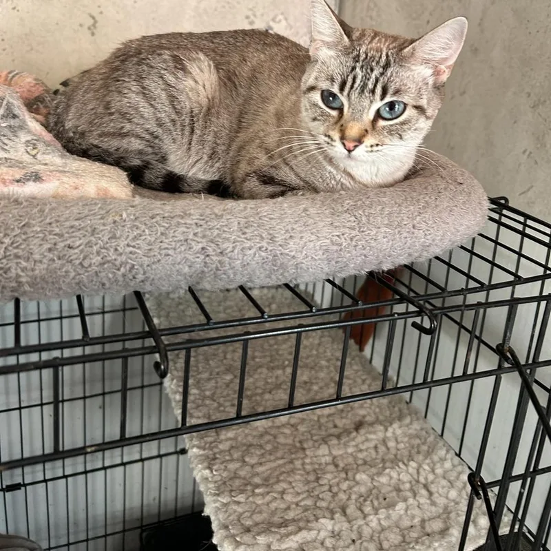 An adult small-sized female Black & White / Tuxedo Domestic Short Hair cat named Princess Kate for adoption in Blanchard, OK