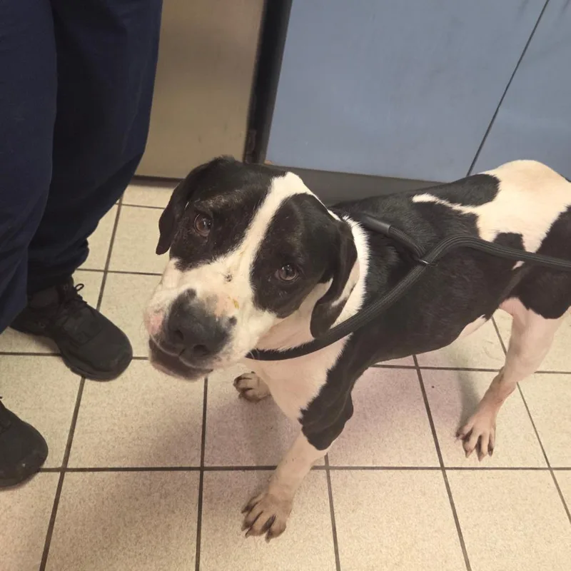 An adult medium-sized female White / Cream Mixed Breed dog named Chop Suey Aka Cleo for adoption in Charleston, WV