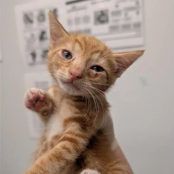 A baby small-sized male Orange / Red Domestic Short Hair cat named Pine Sap for adoption in Jacksonville, FL
