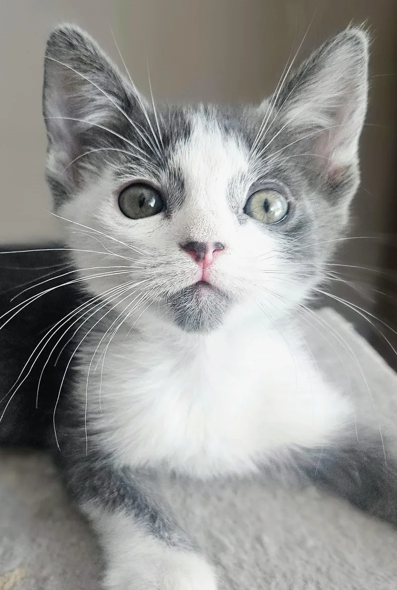 A baby small-sized male Gray & White Domestic Short Hair cat named Skittles Rancho Cucamonga for adoption in Yorba Linda, CA