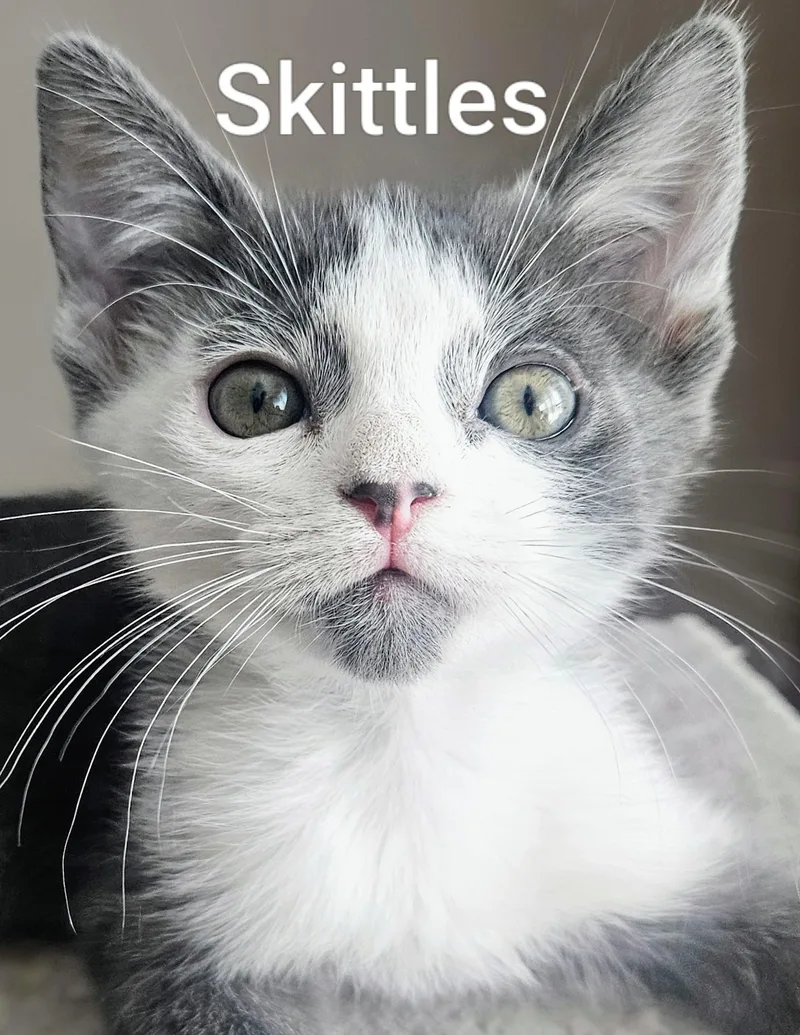 Skittles  Rancho Cucamonga thumbnail 4