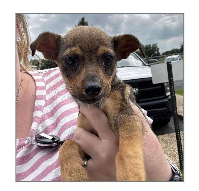 A baby small-sized male Chihuahua dog named Swiper for adoption in Winter, WI