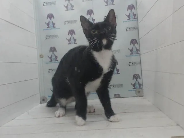 A young small-sized female Domestic Short Hair cat named Blueberry Muffin for adoption in Orlando, FL