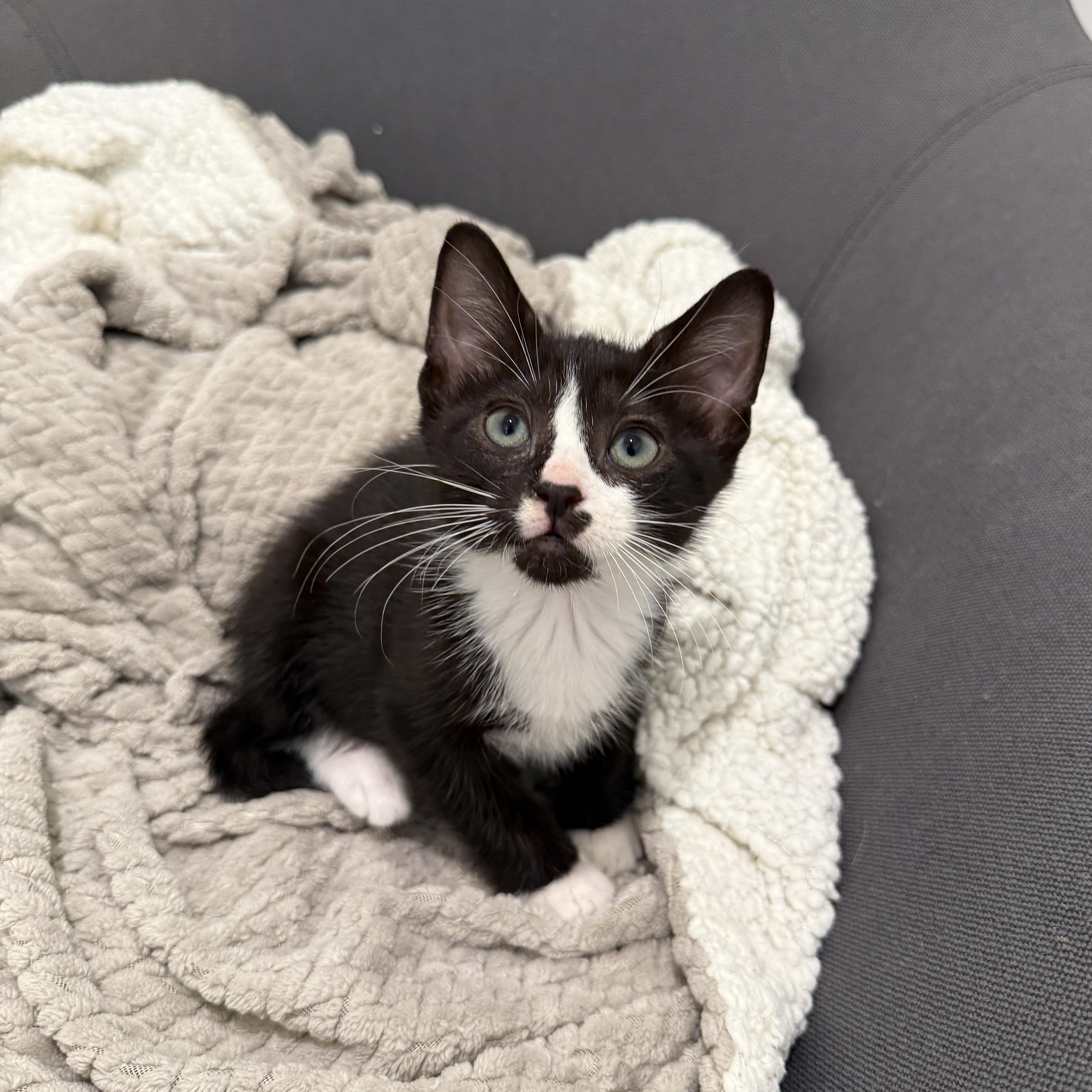 A baby medium-sized male Domestic Short Hair cat named Sammy Jo for adoption in Evanston, IL
