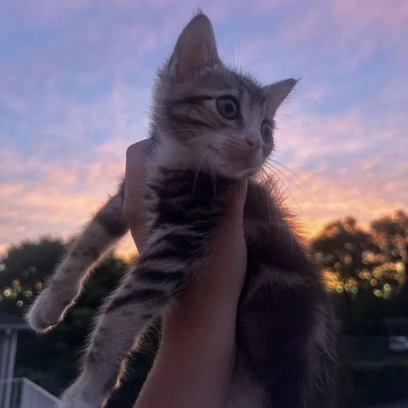 A baby small-sized female Brown / Chocolate Domestic Short Hair cat named Phoenix for adoption in Bayside, NY