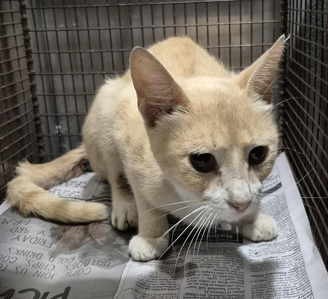 A young medium-sized female Domestic Short Hair cat named Peaches for adoption in San Antonio, TX