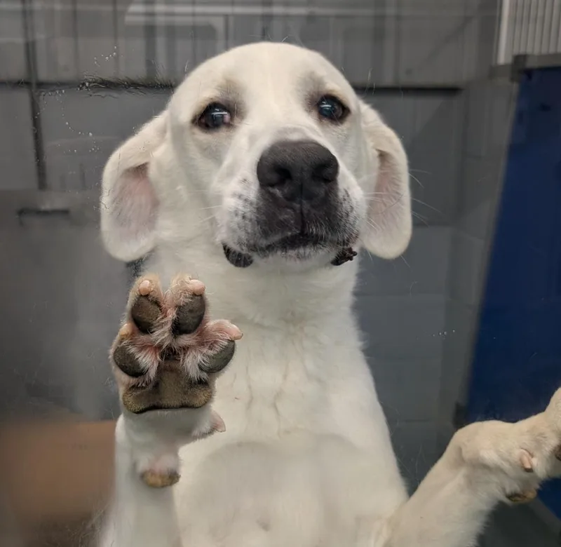 A young large-sized male Great Pyrenees dog named Comet for adoption in Seven Points, TX