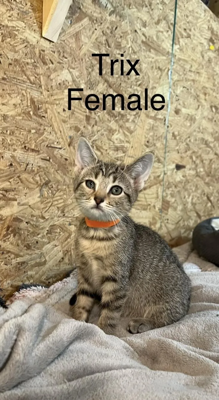A baby small-sized female Domestic Short Hair cat named Trix for adoption in Sneads Ferry, NC