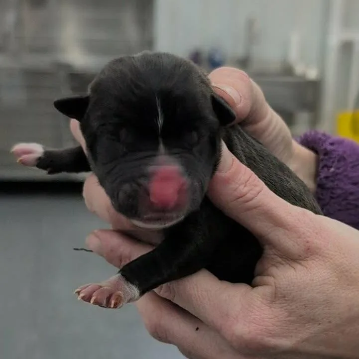 Maybelle thumbnail 2