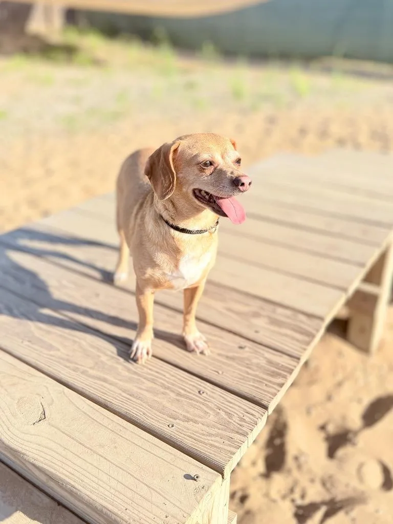 Cinnamon thumbnail 2
