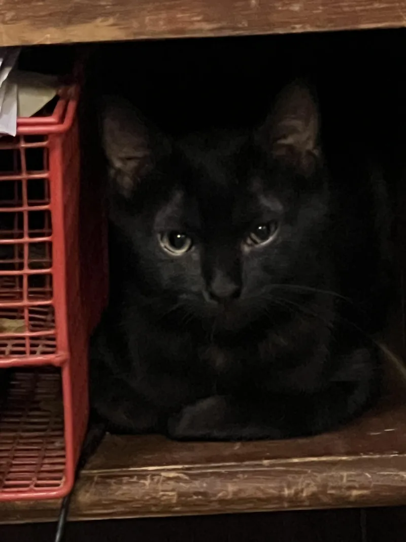 A baby small-sized female Black Domestic Short Hair cat named Chadlee for adoption in Johnson City, TN