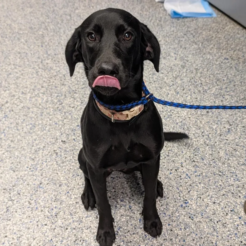 A young medium-sized female Black Mixed Breed dog named Peppermint for adoption in Greenville, SC